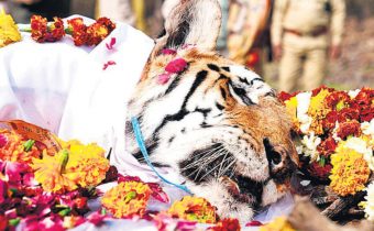 famous Collarwali tigress dies