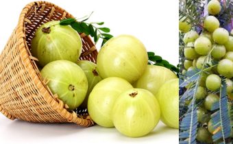 health fitness only gooseberry fulfills the deficiency of vitamin c in the body if you eat it properly
