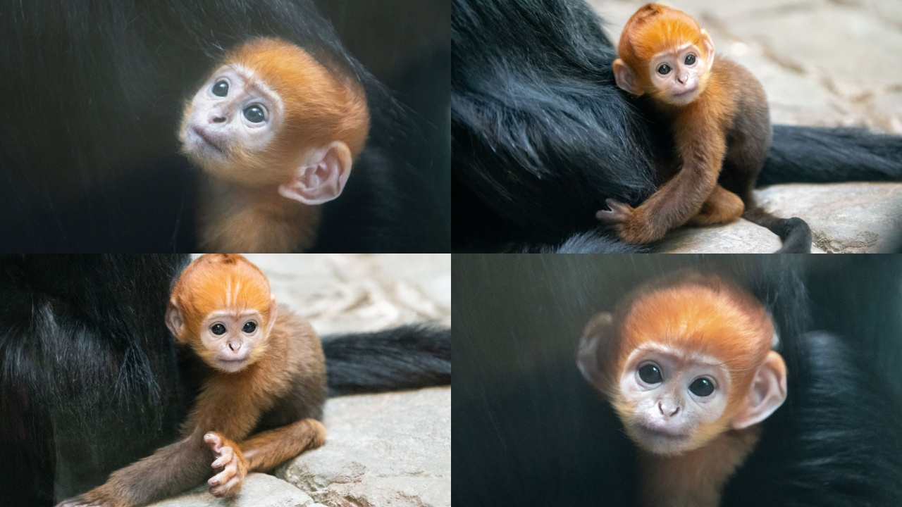 Baby Langur Monkey