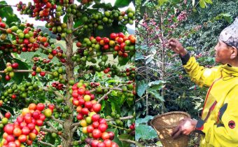 Himalayan Organic coffee tree