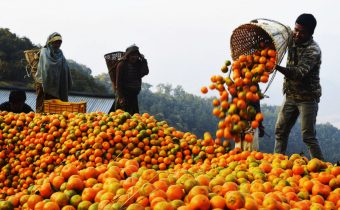 Orange farmers