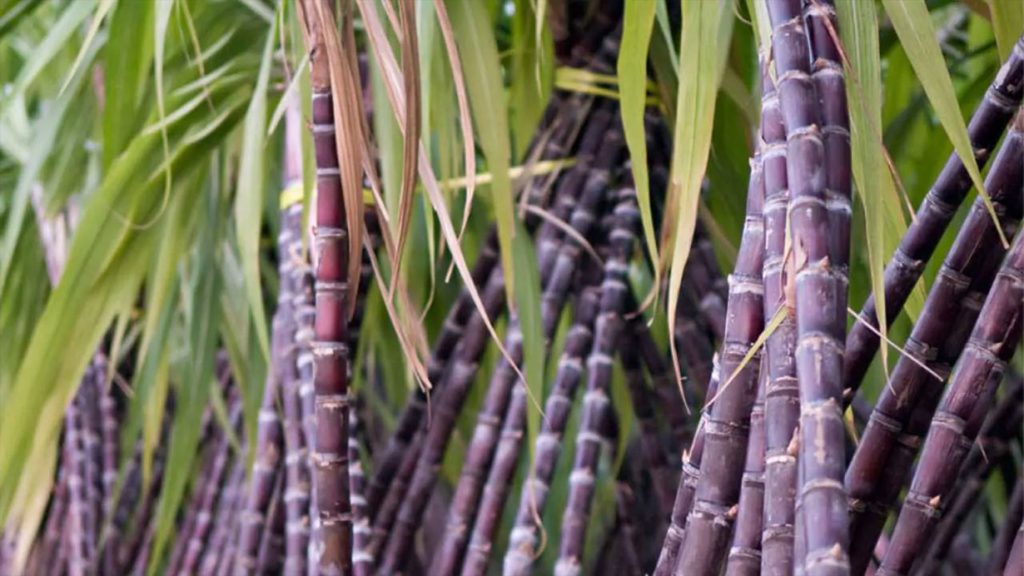 Sugarcane-Ukhu