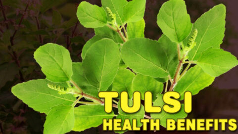 Benefits of Tulsi in humans