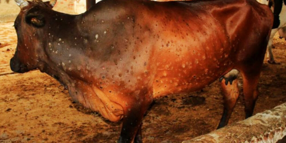 The Lumpy Skin Epidemic