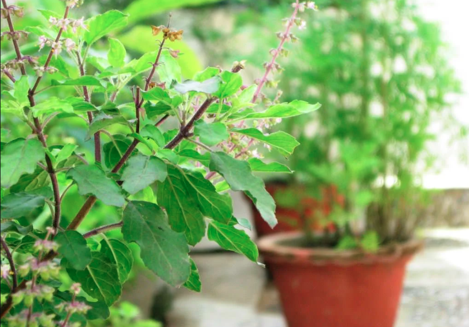 Tulsi (Holy Basil)