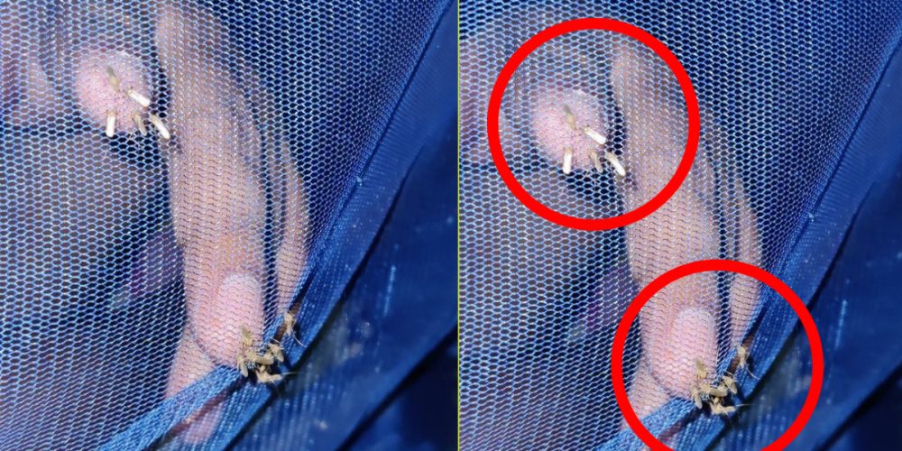 protect yourself from mosquitoes