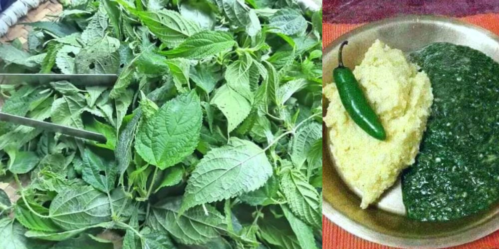 Benefits of eating Nettle Leaf ( Sisno ) vegetables