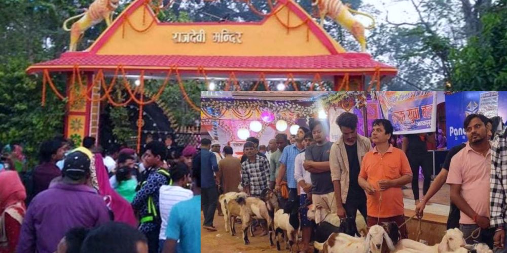 Sacrifice of 15 thousand 251 goats at Rajdevi temple in Janakpur