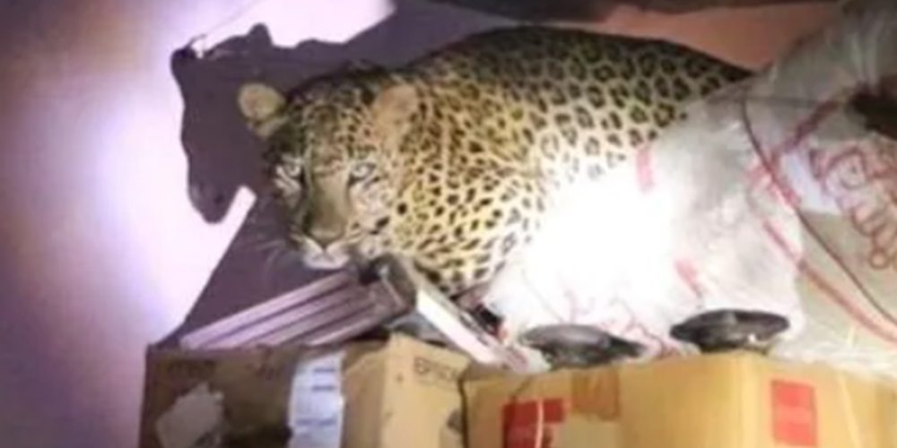 Leopard inside home