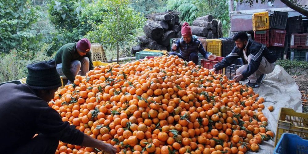 An income of 1 million per year from orange farming started by selling 3 tolas of gold