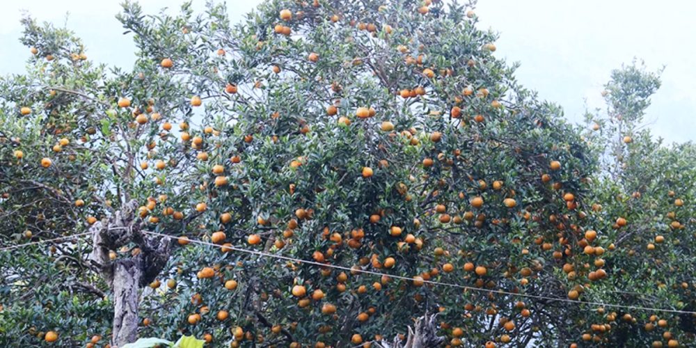 Three million worth of oranges grow in one ward