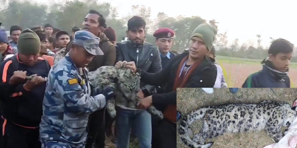 The world was surprised when a snow leopard was found in Madhes Nepal!