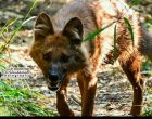 A wild dog was found in the hills of Ilam
