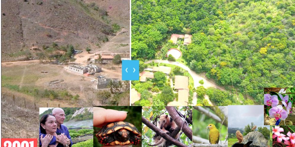 Brazilian couple spends 20 years planting
