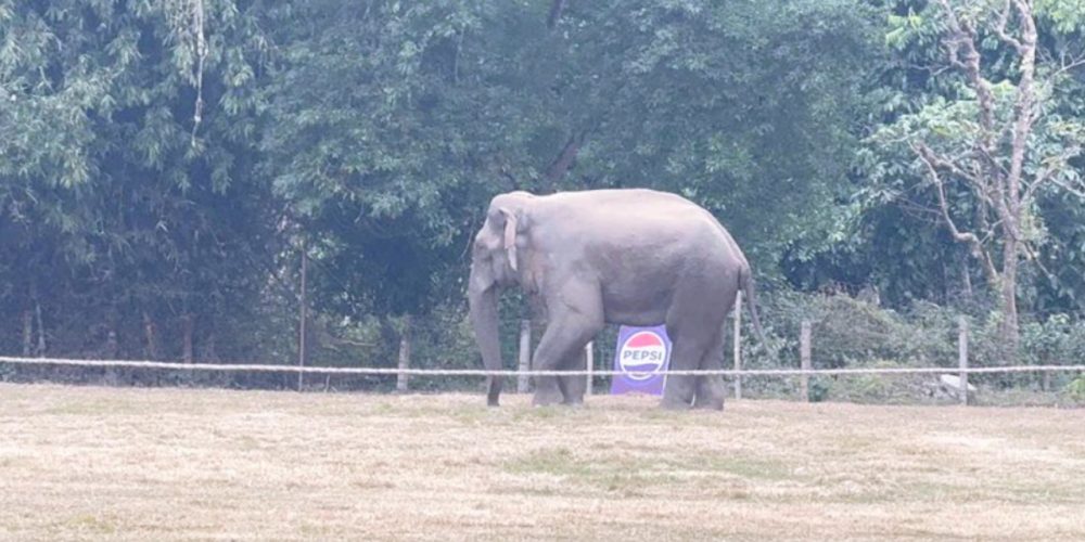 "Chaos at Sauraha Elephant Festival as Wild Elephant Enters"
