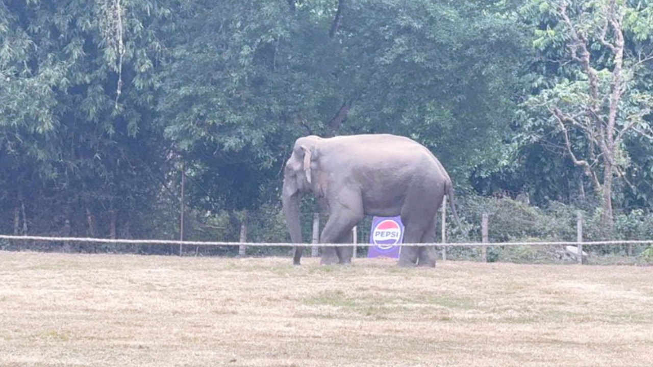 "Chaos at Sauraha Elephant Festival as Wild Elephant Enters"