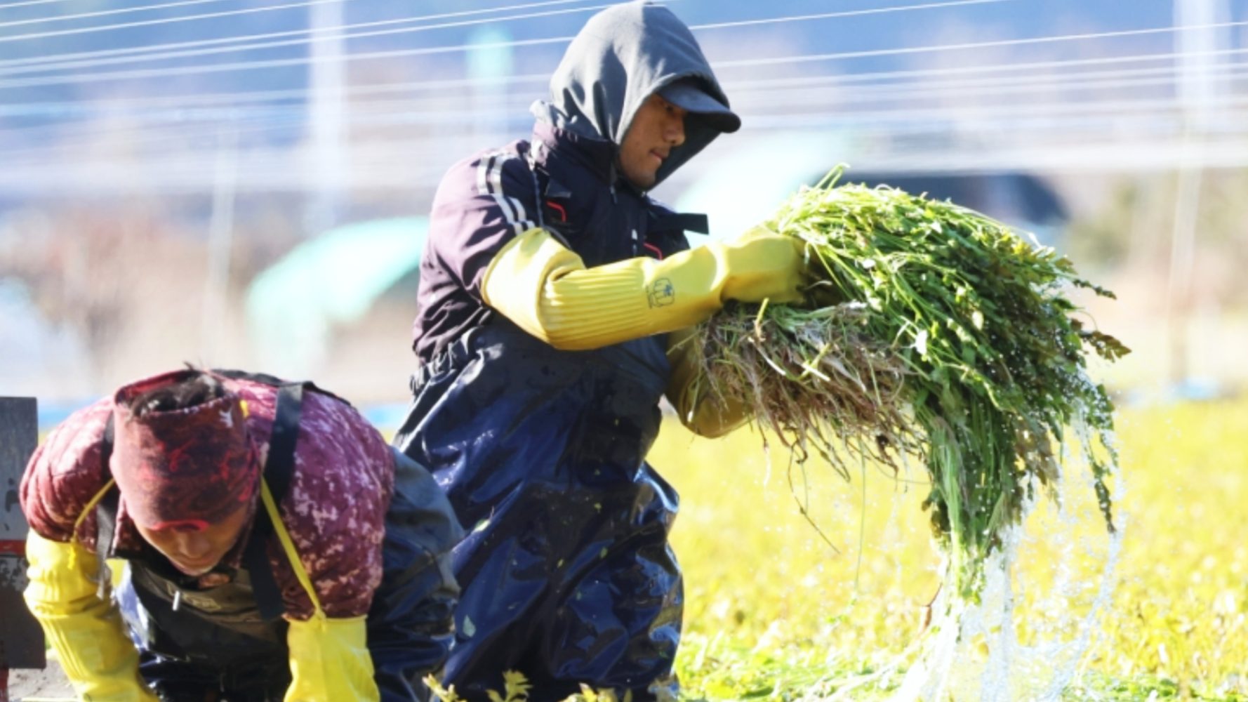 South Korea 2025 quota for non-professional foreign workers set at 207K